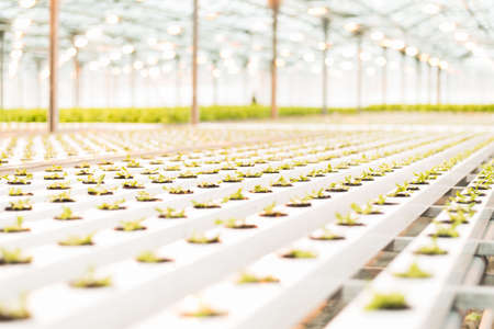 Beautiful large bright greenhouse. A lot of lettuce seedlings. Sprouts of a large number of plants. Celebrate the day of the earth. Ecological care of plants.の写真素材