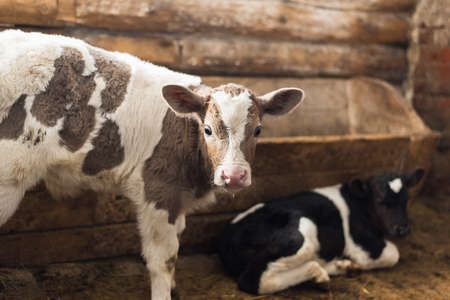 Cute calf looks into the object. A cow stands inside a ranch next to hay and other calves.の写真素材