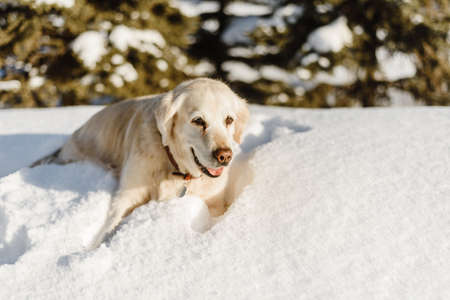 labrador dog in the snow, walking dog in winter