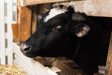 a cow with horns on a farm behind a wooden fence. Bull inside a farm. a cow with horns on a farm...