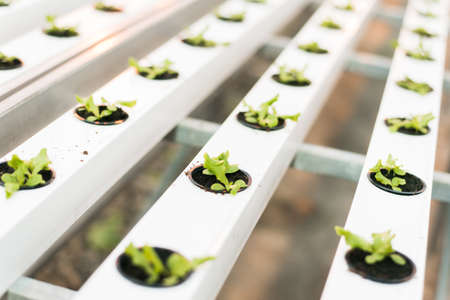 green sprouts in a large bright white greenhouse