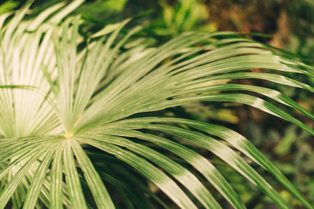 palm leaf against the sun. Jungle photo. palm leaves - wallpapers, backgrounds for blogs and...