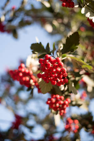 Red mountain ash in autumn orange, red and green leaves. Close photo.の写真素材