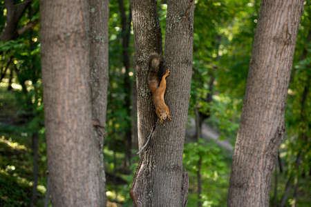 Cute squirrel on a tree branch. A squirrel sits in a green park and looks into the lens.