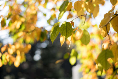 Autumn yellow, orange, red leaves on a tree branch in the rays of the setting sun