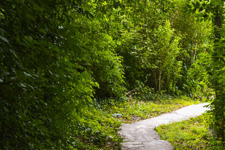 wet path in the middle of the forest. Asphalt road in the park during the rain