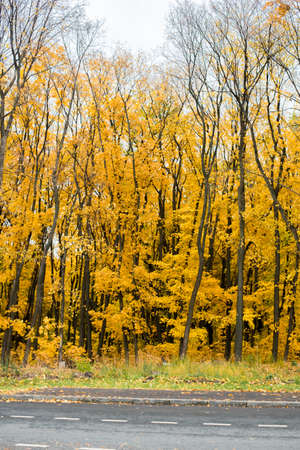 Autumn alley. Yellow, orange autumn trees near the track for cars. Beautiful vertical landscape by...