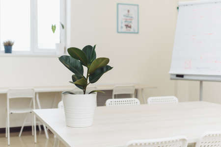 Minimalism in one picture. Flower pot on white background.
