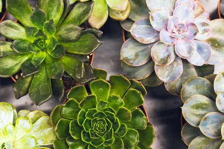 Succulent flowers close-up. Gardening. Composition of green and white flowers.