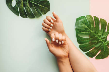 Pastel manicure on a blue and pink background with palm leaves. Tropical background with woman's hands.の写真素材