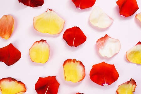 Multi-colored red, yellow, delicate rose petals on a pink pastel background. Flat lay, pattern, top...