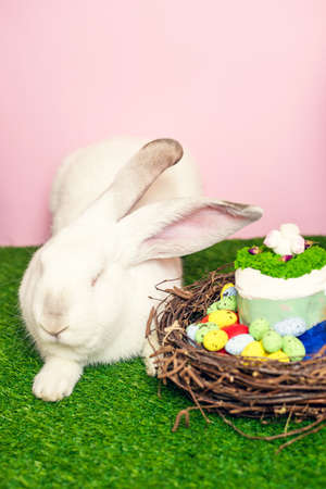 A beautiful fluffy rabbit lies on the green grass next to painted eggs and Easter cakes. Easter...