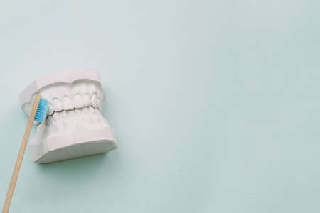 Artificial jaw model and toothbrushe. The concept of how to properly brush your teeth. bamboo toothbrushe lie on a blue background. Web bannerの写真素材