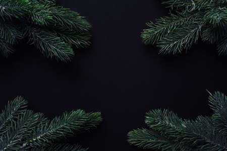 Christmas frame. Space for text between Christmas tree branches on a black background. Christmas or New Year decoration background.の写真素材
