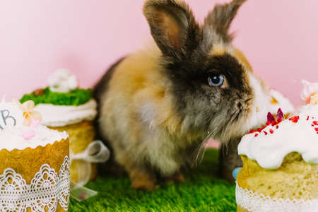 A furry brown little rabbit on a background of grass and a pastel pink background eats icing with Easter cakes. Easter card.の写真素材
