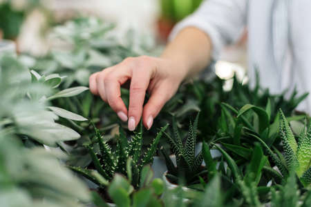 A young woman chooses succulents for her home. Buying home plantsの写真素材
