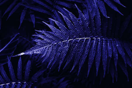 Forest ferns with very high coloration. Copy space. Tinted tropical fern leaves in 2022 color very peri.の写真素材