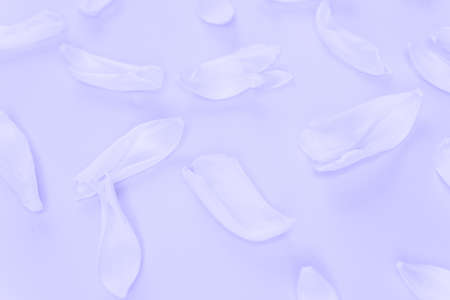 Flower petals on a purple background very peri color. Inspired by using color 17-3938, Color of the year conceptの写真素材