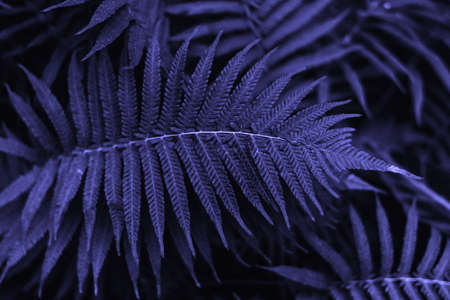 Forest ferns with very high coloration. Copy space. Tinted tropical fern leaves in 2022 color very peri.の写真素材