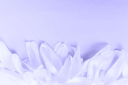 Flower petals on a purple background very peri color. Inspired by using color 17-3938, Color of the...