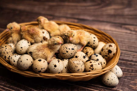 Chicken on quail eggs. rustic background