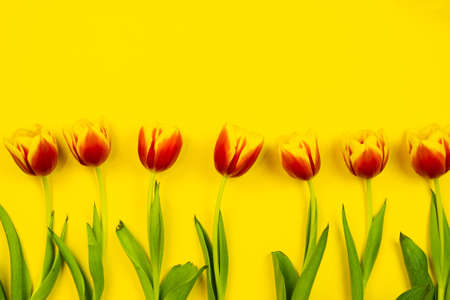 Flat lay easter composition with yellow and red tulips on a yellow backgroundの写真素材