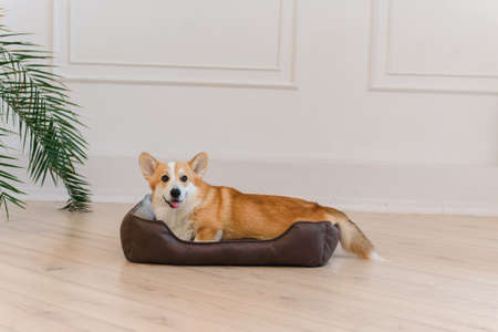 Cute welsh corgi pembroke lies on the dog sofa at home. Relaxed dog lies on a dog bed on a white wall with a plant.の写真素材