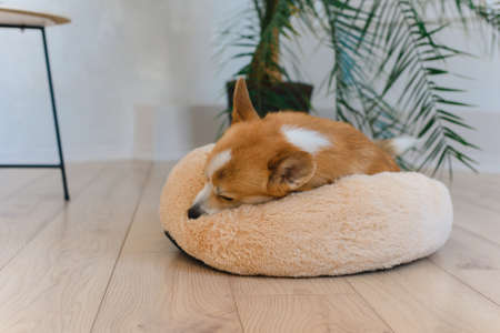 Cute welsh corgi pembroke sleeps on a dog sofa at home. Relaxed dog lies on a dog bed on a white wall with a plant.の写真素材