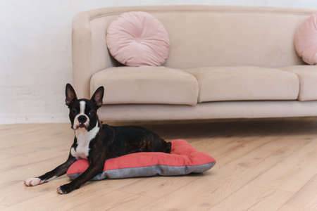 French bulldog puppy resting on a dog bed at home. The concept of a happy calm pet dog.の写真素材