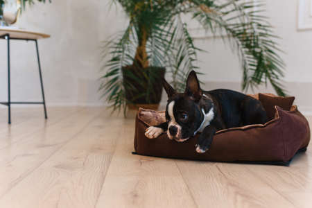 French bulldog puppy resting on a dog bed at home. The concept of a happy calm pet dog.の写真素材
