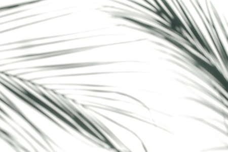 Shadows of palm leaves on a white wall. Natural shadows of tropical leaves drops on white wall texture for background and wallpaper,の写真素材