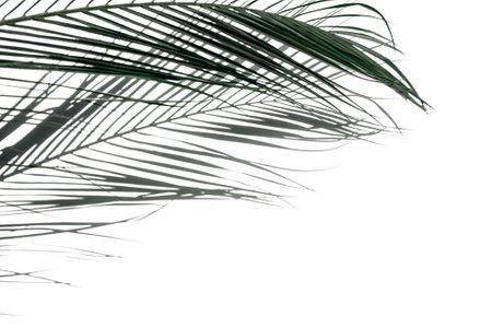 Palm leaf with shadow on a white background. Stylish background for presentation.の写真素材