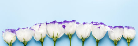 Eustoma flowers on a blue pastel background. The concept of spring, love and freshness. White flowers with a purple border. Web bannerの写真素材