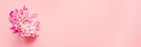 Pink chrysanthemum flower on pink pastel background. Template for bloggers and designers on the holiday of mothers day, Web banner. March 8 and birthday. Flatlay, copyspaceの写真素材