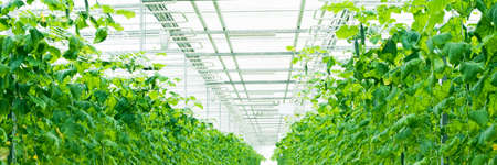 Growing green cucumbers in a large and bright greenhouse. Small green cucumbers on the farm. Web bannerの写真素材
