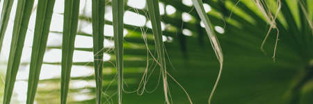 Palm leaves in the jungle. Beautiful background. Web banner.の写真素材