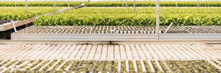 A huge greenhouse with lettuce growing out of seedlings. Green industry. Web banner.の写真素材