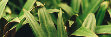 A lot of sharp green leaves in the jungle and closed greenhouse. Plants on a dark background. Web bannerの写真素材