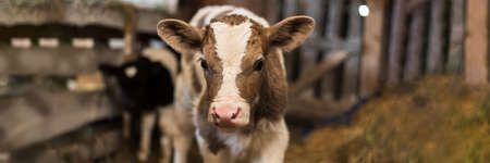 Cute calf looks into the object. A cow stands inside a ranch next to hay and other calves. Web bannerの写真素材