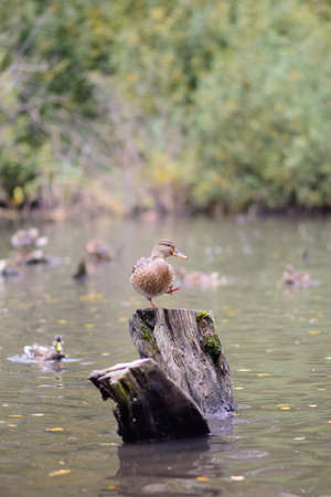 The duck is ready to fly to warm landsの写真素材