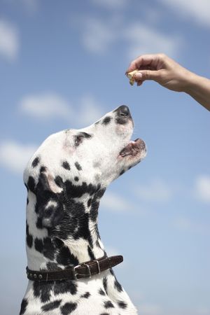 Dalmatian is trying to get a foodの写真素材
