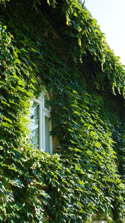 A white window in a green facade covered by climber plantsの写真素材