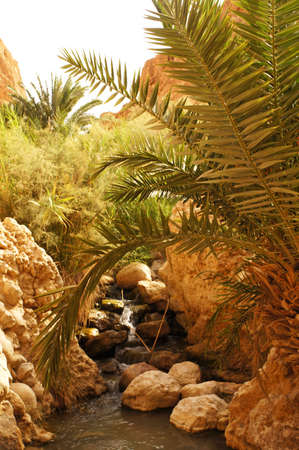 The water sourse in the Chebika oasis in Tunisia                    の写真素材