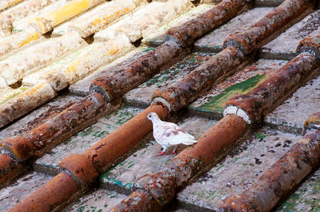 View of a white bird walking on a red and old tiled roofの写真素材