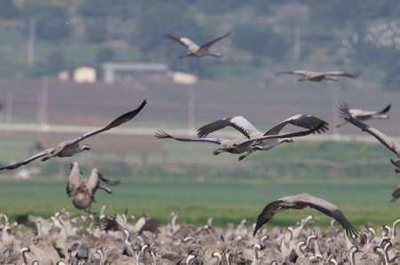 flying birds の写真素材