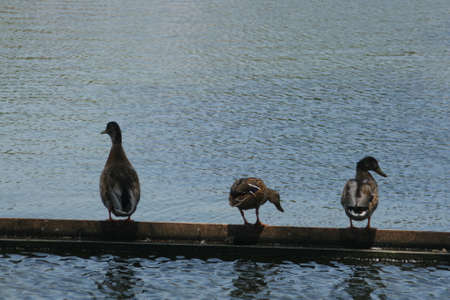 tree ducks の写真素材