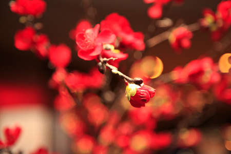 Red flowers for a weddingの写真素材