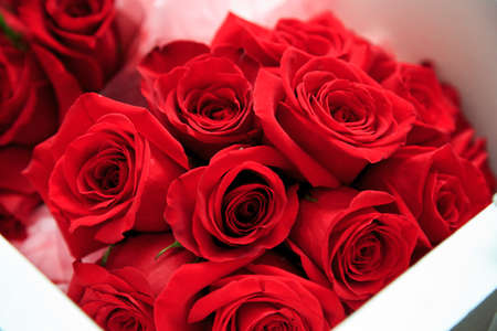 Roses for weddingの写真素材