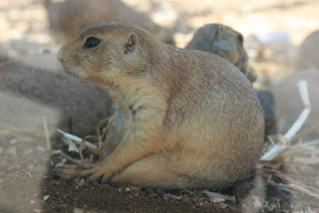 Hamster seating