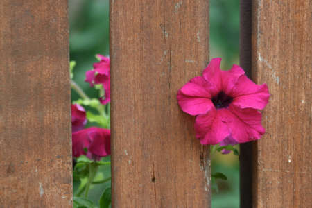 Purple flower peepsの写真素材